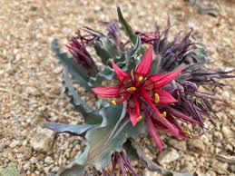 Image result for Petalidium englerianum