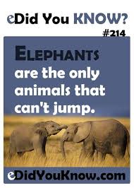 Sep 26, 2020 · a donkey will sink in quicksand, but a mule won't. Did You Know Facts About Animals Did You Know 214 Animals Did You Know Facts Animal Facts Facts For Kids