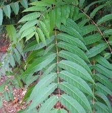 Mature trees typically reach 30 to 50 feet, but can grow up to 80 feet. Tree Of Heaven An Exotic Invasive Plant Fact Sheet Ecological Landscape Alliance