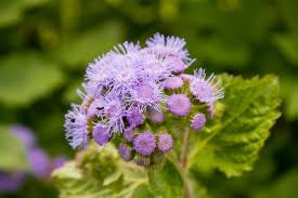 Image result for Ageratum houstonianum