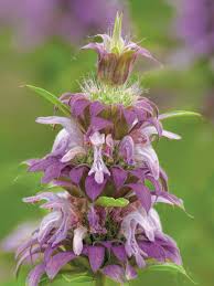 Image result for Monadenium herbaceum