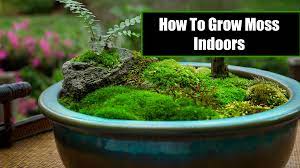 How To Grow Moss Indoors Jody Sachse Moss Garden Growing Moss Dish Garden