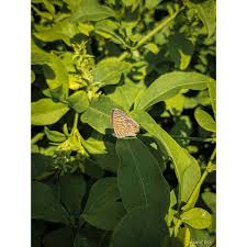 Max De J Aime Photooftheday Photosnature Ph Photo Portraitphotography Photographer Photoshop Photodz Plant Leaves Nature Lover Plants