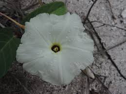 Image result for Ipomoea stolonifera