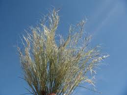 Image result for Aristida effusa