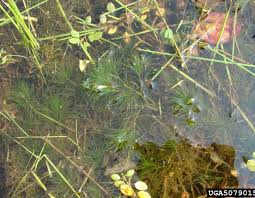 Image result for Najas