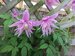 We did not find results for: Plant Of The Week Clematis Macropetala Thomas Stone Mci Hort Mpgca
