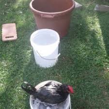 When should i start giving my baby regular baths? How To Bathe A Chicken Backyard Poultry