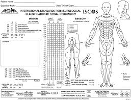 spinal cord injury levels