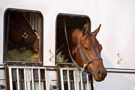 Check spelling or type a new query. Everything You Need To Know About Horse Trailer Windows