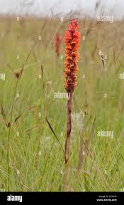 Image result for Satyrium sceptrum