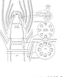 Plant cell tissue and organ culture bioxbio. Pdf Plant Tissue Culture Practice Semantic Scholar