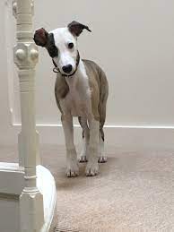 Whippet Whippet Puppies Whippet Dog Beautiful Dog Breeds