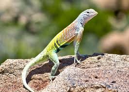 Needing to lower its temperature, it takes refuge in shade, or it climbs a branch above the hot ground surface. Greater Earless Lizard Cophosaurus Texanus Cute Animals Beautiful Creatures Animals
