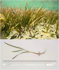 Image result for Cymodoceaceae