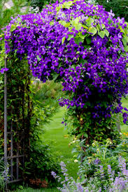 This plant will thrive on an east or even north wall. 3 Climbing Perennials Perfect For Growing Up Arbors Fences Pergolas