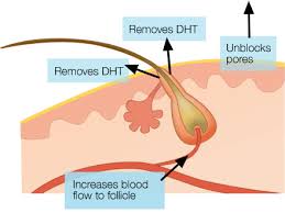 Improve blood circulation for hair. Download The Hair Loss Ebook Full Version Nicehair New Hair Growth Hair Loss Increase Hair Growth