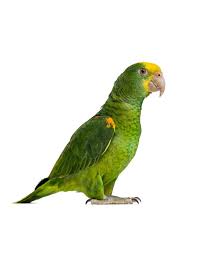 Amazon parrots are popular pets, as they are known to be friendly, energetic, and talkative birds. Double Yellow Headed Amazon Petplus