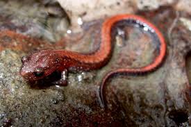 Image result for Dinebra caudata