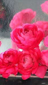 We did not find results for: Rain And Coffee Image Via We Heart It Blooming Flowers Animated