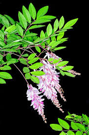 Image result for Indigofera dimidiata