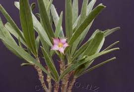 Image result for Adenium oleifolium