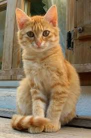 Black And Orange Kitten Adorable Orange Kitten Kittens Catsandkittens Cutekittens Kittens Cute Kittens Cute Fluffy Kittens Kittens Orange Cats Orange Tabby Cats Pretty Cats