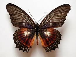 Image result for Hunteria myriantha