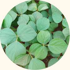 Image result for Calopogonium mucunoides