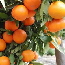 Orange trees today are much sought after. Grab Ornamental Orange Fruit Green Leaves Plant Nurseryserve