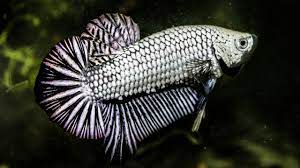 Black, platinum dragon halfmoon plakat male betta | betta. Black Dragon Hmpk Betta Patiently Flaring á´´á´° Youtube