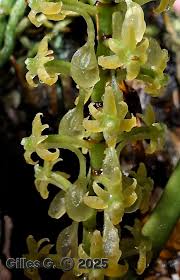 Image result for Chamaeangis