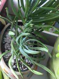 Aloe barbadensis leaf juice (сок листьев алоэ вера), ceratonia siliqua gum (камедь бобов рожкового дерева), phenoxyethanol (and) ethylhexylglycerin, perfume. Aloe Vera And Thin Chalk Stick Issues Gardening Landscaping Stack Exchange