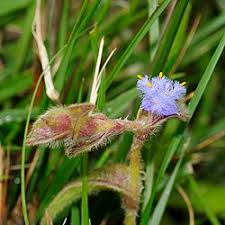 Image result for Cyanotis namuliensis