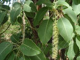 Image result for Phytolacca dioica