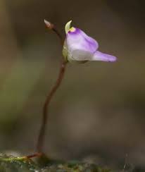 Image result for Utricularia arenaria