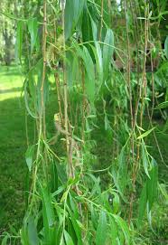 The name derives from the white tone to the undersides of the leaves. File Salix Alba Tristis Leaves By Line1 Jpg Wikimedia Commons