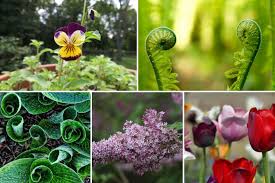 Only eat flowers you have grown an added bonus is the fact that every part of these plants is edible. Six Ornamental Plants Flowers That You Can Eat Walkerland