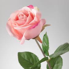 1,557 likes · 9 talking about this. Smycka Konstgjord Blomma Ros Rosa Ikea