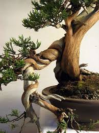 joker loto explication klaver casino beste apps android tablet bonsai tree indoor bonsai tree indoor bonsai