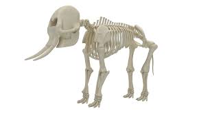 Animal Skeleton Collection 3d Model Animal Skeletons Animals Animal Skulls