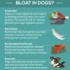 What are the symptoms of bloat in a dog. 1