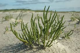 Image result for Salicornia pachystachya