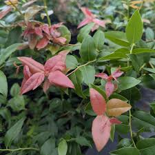 Image result for Agarista