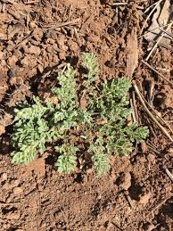 Image result for Cressa cretica