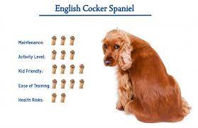 english cocker spaniel dog breed everything you need to know at a glance cocker spaniel dog english cocker spaniel spaniel dog