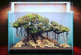 Aquascape Bonsai Pohon Bonsai Foto Alam Ikan Akuarium