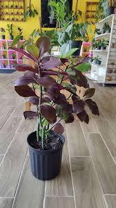 Image result for Euphorbia grantii