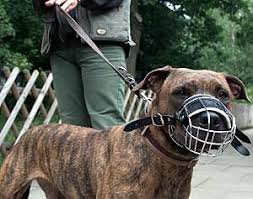 We did not find results for: Al Menos 18 Personas Muertas Por Ataques De Perro En Espana Desde 1991 Elmundo Es