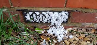 Even mildew is a white fungus which appears to be white molds as they are white powdery in nature. White Mold Growth In Your Home Causes Solutions Environix